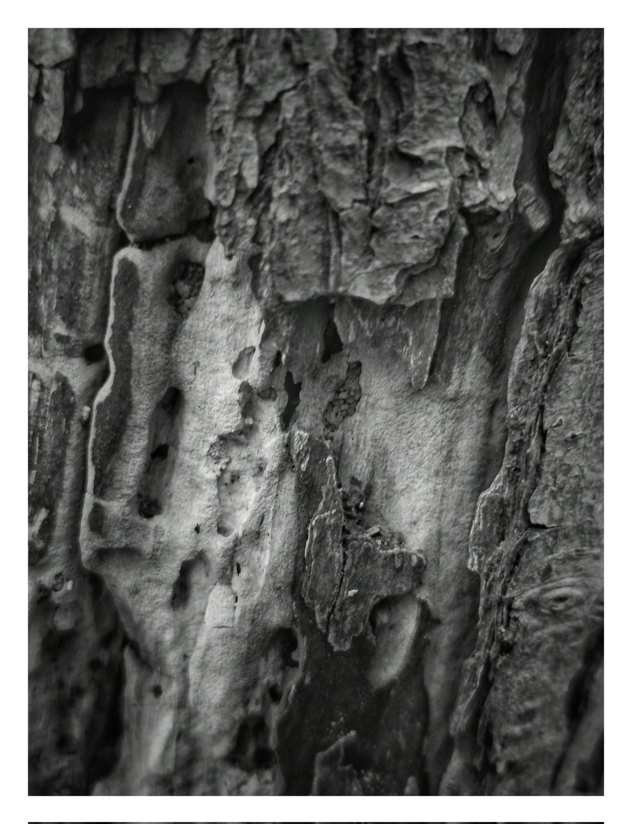 barkscapechn's tweet photo. "Broken and Layers."

There was just something about this #Treebark yesterday, various broken elements but layers of Bark as well creating abstract artwork.

#Treebark #Treebarkphotography #Abstractphography #Nottinghamshire https://t.co/8CYRzrStl4