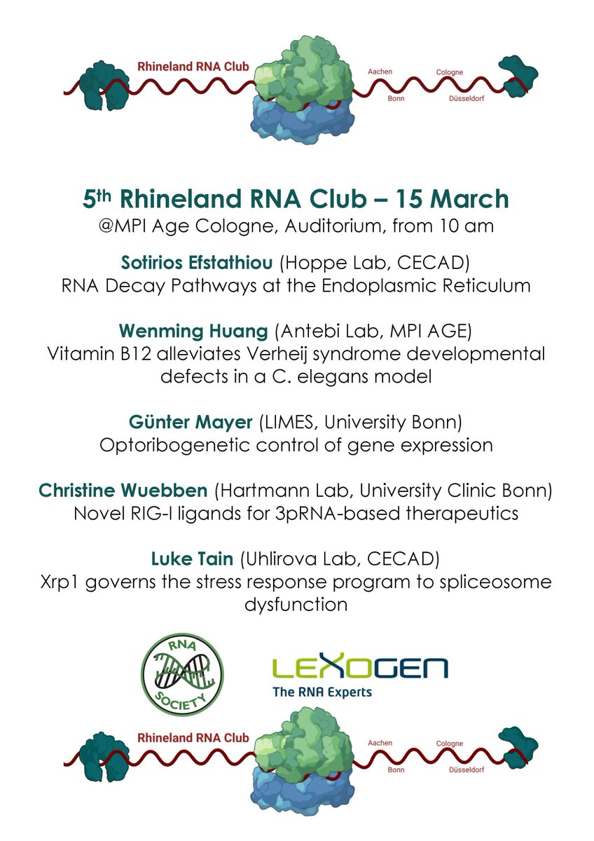 RhinelandRNA's tweet image. All #RNA lovers are invited to join us on 15 March @MPIAGE in #Cologne for our first Rhineland RNA club meeting in 2024, sponsored by @RNASociety @lexogen. We have a set of fantastic local speakers sharing their RNA #research. Spread the word 🥳