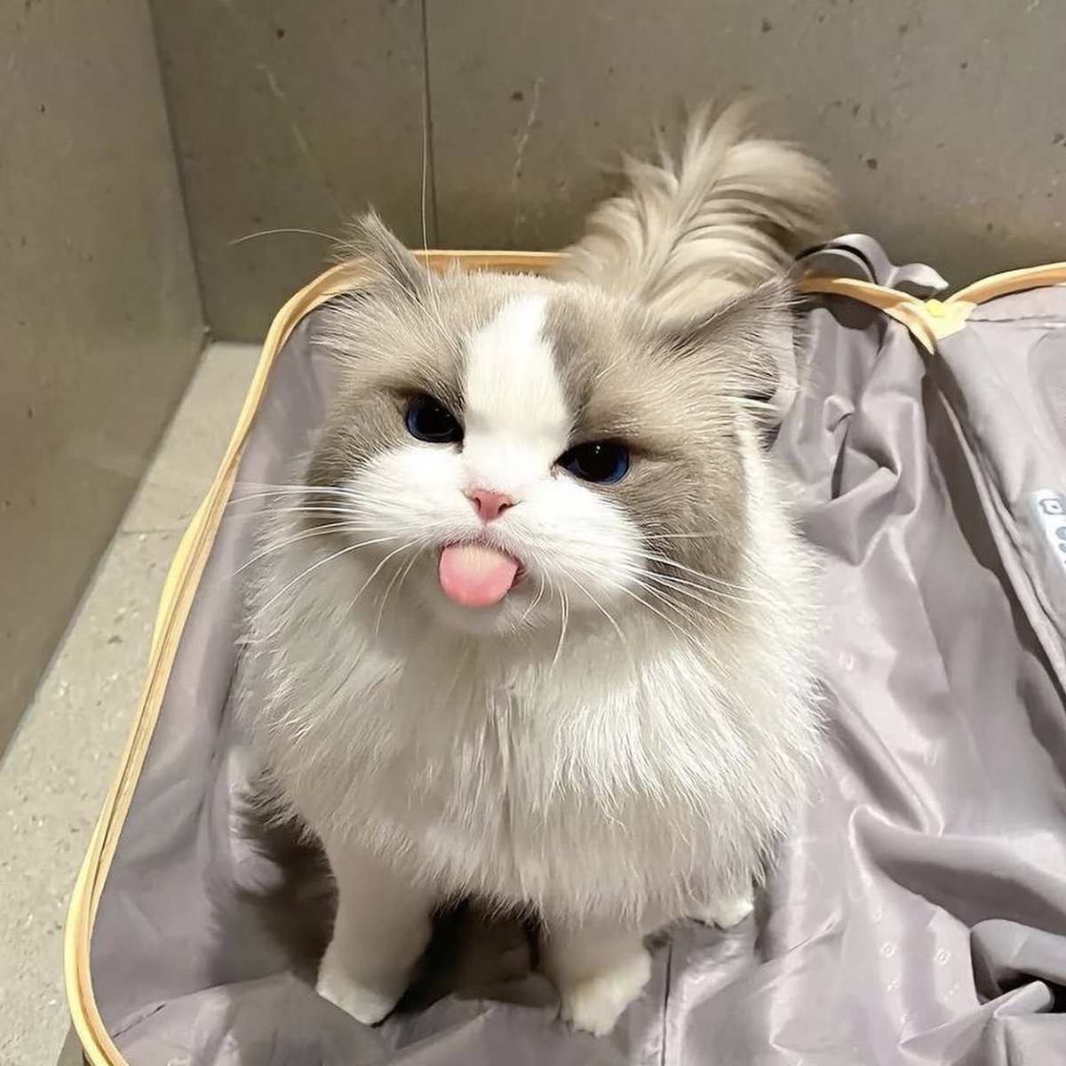 takemybear 🐶 tweet media