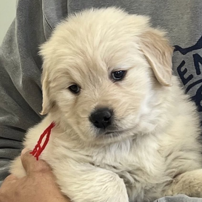 takemybear 🐶 tweet media