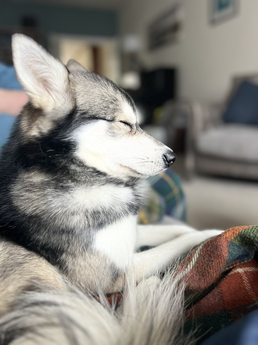 #KleeKai