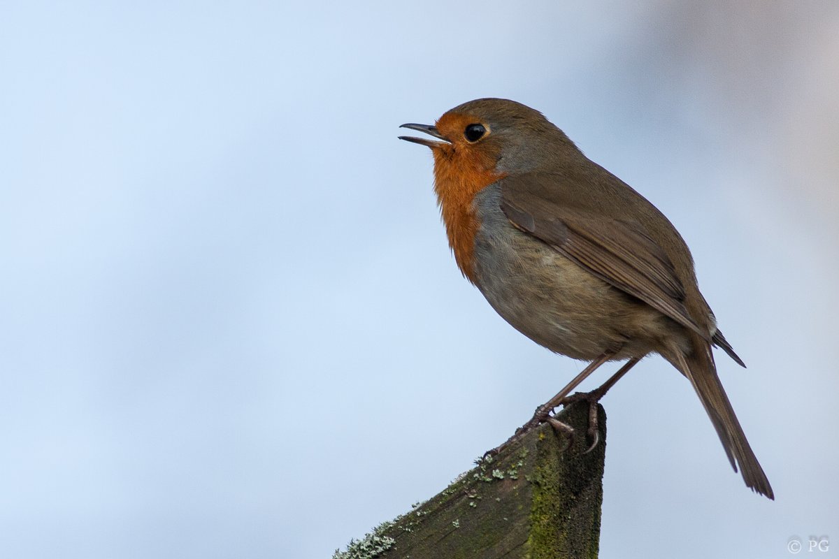 Są takie chwile, że rudzik zachowuje się jak modelka na wybiegu😀. To zdjęcia z dzisiejszego spotkania.