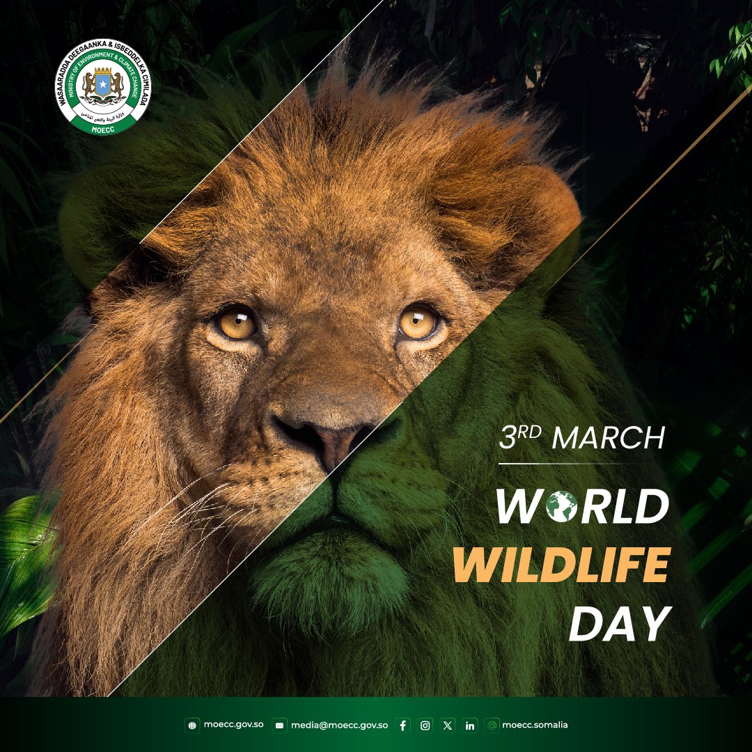 Today, March 3rd, the world celebrates International #WildlifeDay. Somalia is among the countries where the diversity of wildlife is rapidly diminishing. @MoECC_Somalia prioritizes the protection and restoration of #Somalia's wildlife diversity.