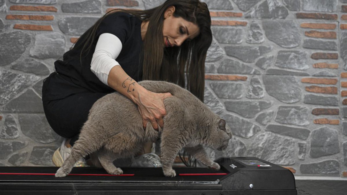 bosunatiklama's tweet photo. Obeziteye yakalanan 4 yaşındaki kedi "Şiraz", koşu bandında yürüyerek, pilates yaparak ve havuzda yüzerek kilo vermeye çalışıyor. 

2 kilo veren Şiraz'ın vermesi gereken 3 kilosu kaldı. (AA) https://t.co/rOBTrAprWm