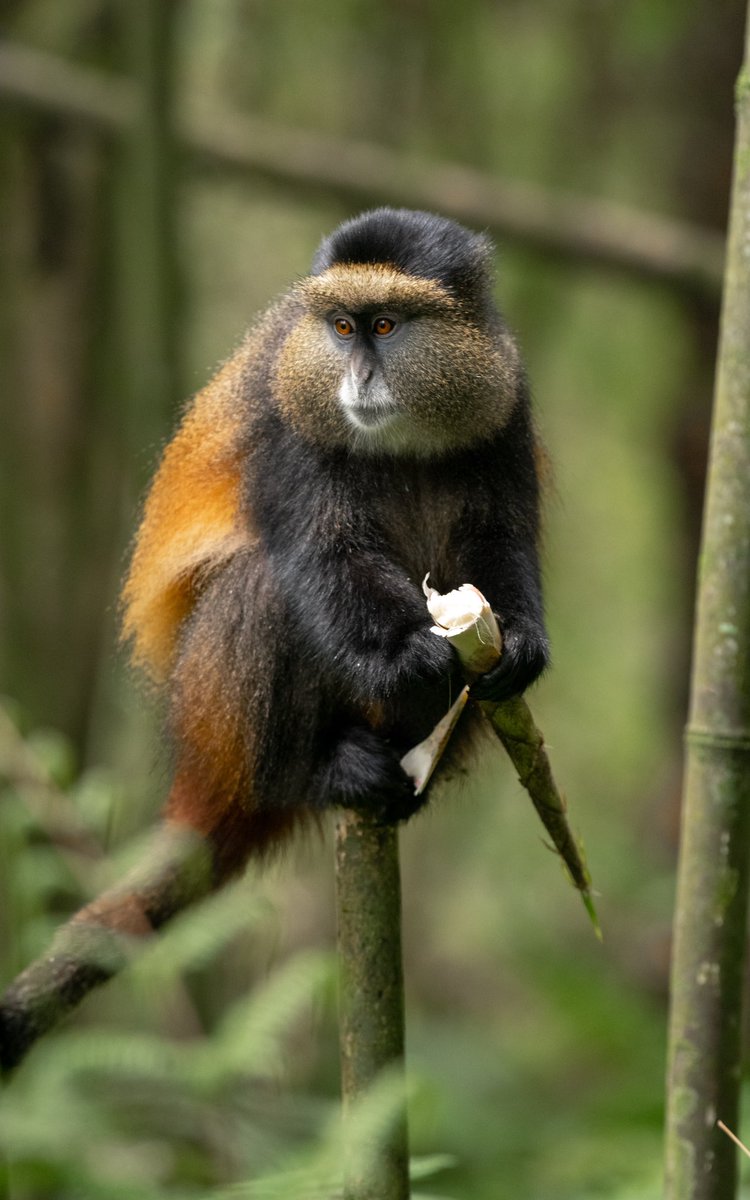 On this World Wildlife Day celebrations let us not just celebrate but ensure to protect and sustain their existence. This here is a lovely golden monkey taken on a Uganda Safari adventure to Mgahinga Gorilla Park in South Western Uganda 📸 Courtesy