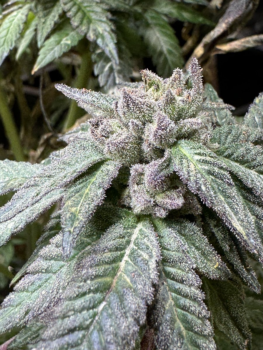 MOG_Seeds's tweet photo. I hit my Apple Fritters with a #masterkush #blueberry 🤤🤤🤤 https://t.co/PEoaCRAuaE