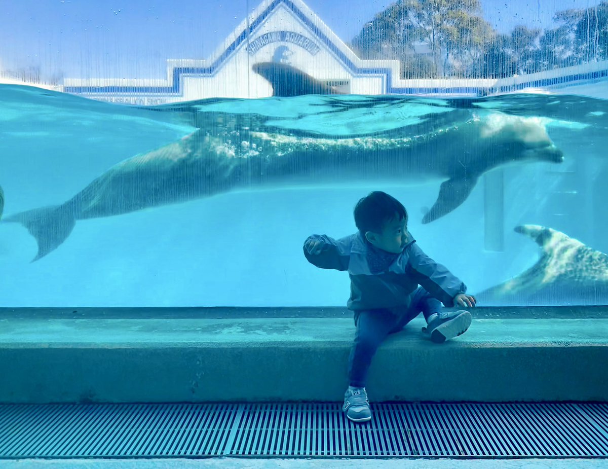 tsurutentango's tweet photo. 息子初めてのイルカショー🐬
数年後には日本で観れなくなるのか… https://t.co/842fAlI2iO