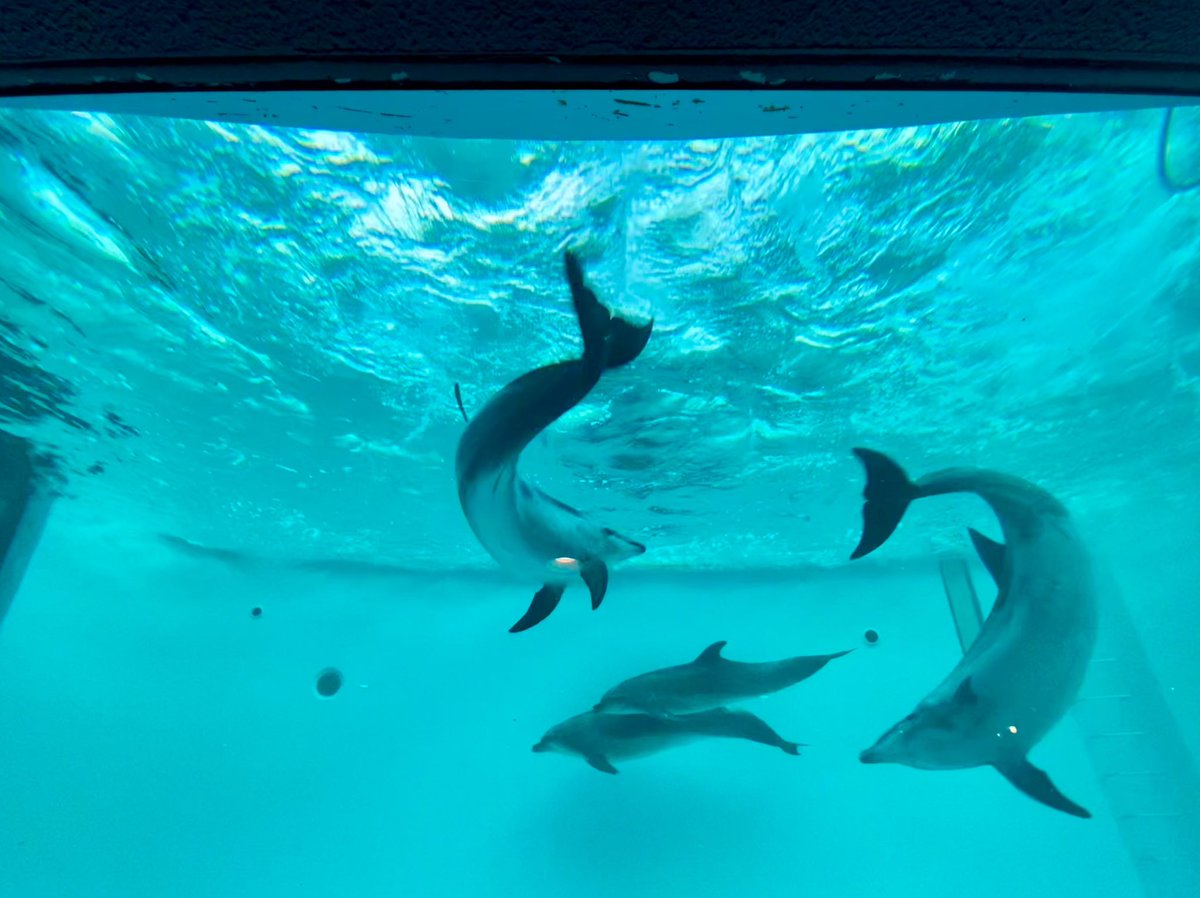 tsurutentango's tweet photo. 息子初めてのイルカショー🐬
数年後には日本で観れなくなるのか… https://t.co/842fAlI2iO