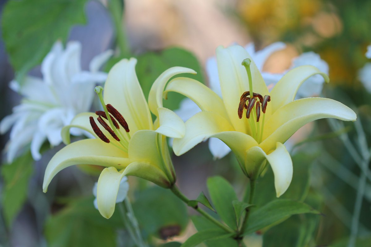 #Lily ‘Yelloween’ for #SundayYellow. Have a happy one! #Lilium #Lilies #GardenersWorld #GardeningX