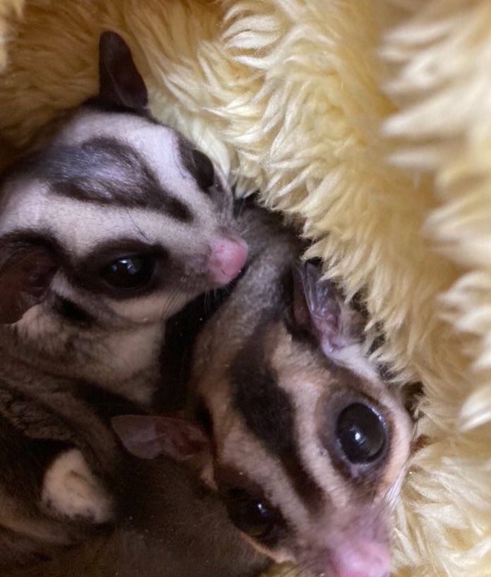 みーちゃん tweet media