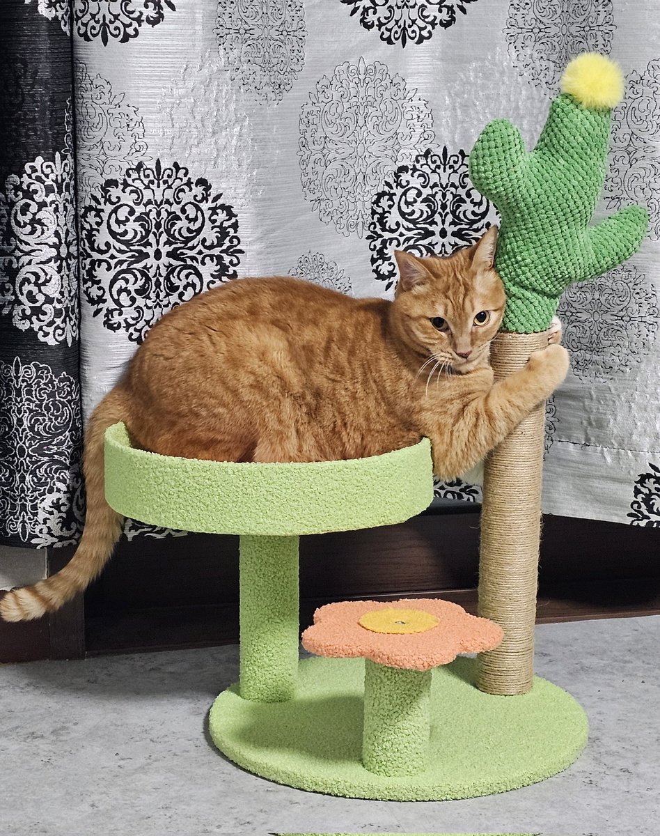 쿠팡 캣타워 한 장 후기...