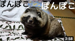 色んな狸飼ってる人の動画観たけど
やっぱ、たぬきチャンネルの狸が一番可愛い 