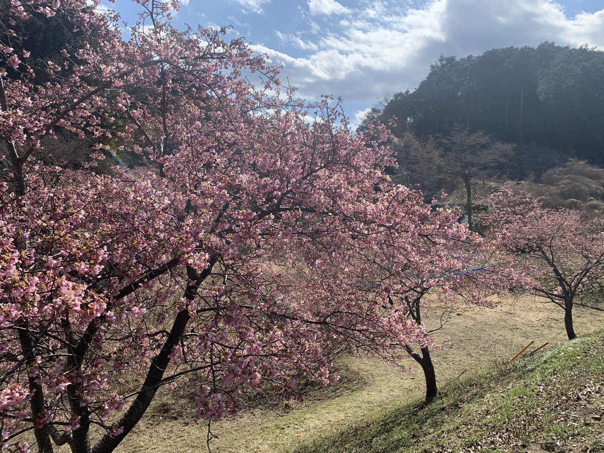 ときがわ町桃木地区にて、河津桜が満開。 一足早い春がやって来ました。 #春　#桜咲く　#河津桜　#ときがわ町