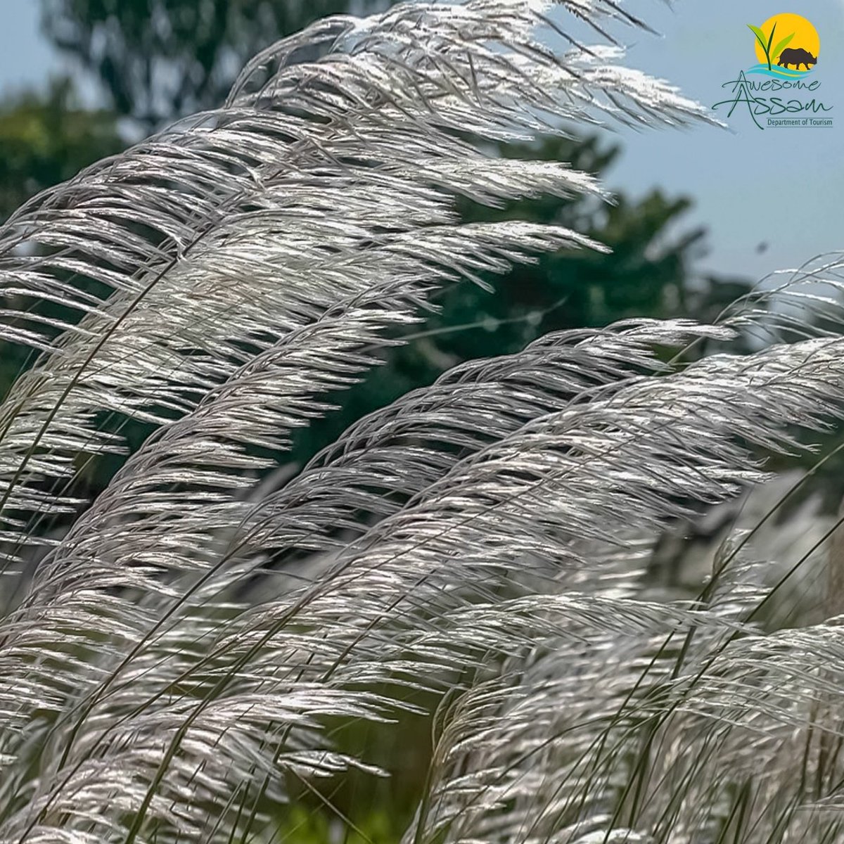 aweassam's tweet photo. Kohua Bon (Saccharum spontaneum) is a wild grass found in Assam. It finds mention in various songs and poems including Dr. Bhupn Hazarikaโs timeless songs.
#AwesomeAssam #AssamTourism #Assam #VisitAssam #ExperienceAssam #WelcomeToAssam #TravelAssam #DestinationAssam https://t.co/UHSyRDb87K