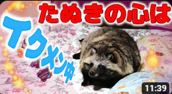 色んな狸飼ってる人の動画観たけど
やっぱ、たぬきチャンネルの狸が一番可愛い 