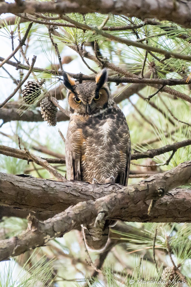 Great Horned Owl. #SundayMorning #sundayvibes #owls #wildlife 🦉