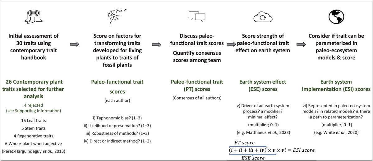 New Phytologist (@newphyt) on Twitter photo #TansleyReview Functional traits of fossil plants
McElwain et al. <a href="/JenniferMcElwa3/">Jennifer McElwain</a> <a href="/TERRAFORM_H2020/">TERRAFORM</a> <a href="/TCD_NatSci/">School of Natural Sciences, Trinity College Dublin</a> <a href="/KatieODea9/">Katie O'Dea</a> <a href="/TCD_NatSci/">School of Natural Sciences, Trinity College Dublin</a> <a href="/KwasKamila/">Kamila Kwasniewska</a> <a href="/richardnair/">Richard Nair</a> <a href="/Baylor/">Baylor University</a> <a href="/Medullosa/">Jonathan Wilson</a> <a href="/ucdavis/">UC Davis</a> <a href="/y_buckley/">Yvonne Buckley</a> <a href="/ClaireMBelcher/">Prof. Claire M Belcher</a> <a href="/nogue_sandra/">Sandra Nogué</a>
📖 ow.ly/pZLr50QIcWB #TansleyReview Functional traits of fossil plants
McElwain et al. <a href="/JenniferMcElwa3/">Jennifer McElwain</a> <a href="/TERRAFORM_H2020/">TERRAFORM</a> <a href="/TCD_NatSci/">School of Natural Sciences, Trinity College Dublin</a> <a href="/KatieODea9/">Katie O'Dea</a> <a href="/TCD_NatSci/">School of Natural Sciences, Trinity College Dublin</a> <a href="/KwasKamila/">Kamila Kwasniewska</a> <a href="/richardnair/">Richard Nair</a> <a href="/Baylor/">Baylor University</a> <a href="/Medullosa/">Jonathan Wilson</a> <a href="/ucdavis/">UC Davis</a> <a href="/y_buckley/">Yvonne Buckley</a> <a href="/ClaireMBelcher/">Prof. Claire M Belcher</a> <a href="/nogue_sandra/">Sandra Nogué</a>
📖 ow.ly/pZLr50QIcWB