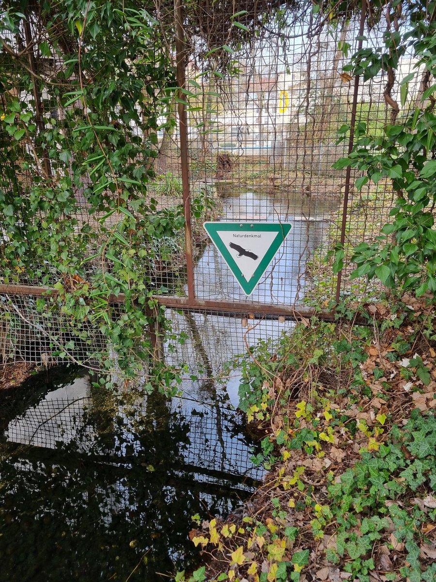 Das Bächlein in dem kleinen Park beim Neckar hat mich irgendwie an meine Kindheit erinnert, an den Bach beim Ochsenauge im Goethepark.