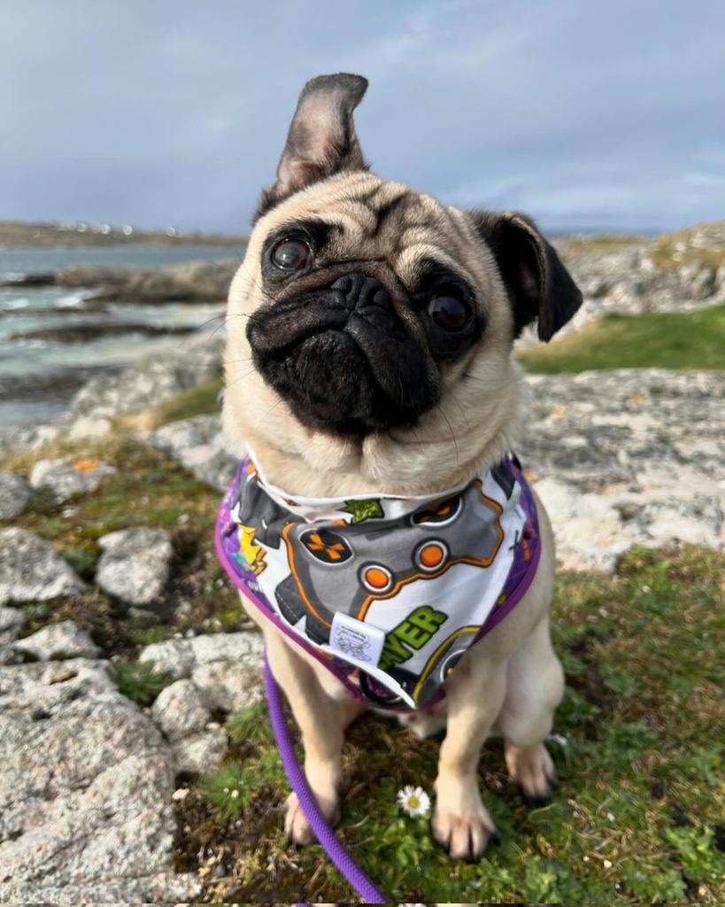 pug.lover.ig tweet media