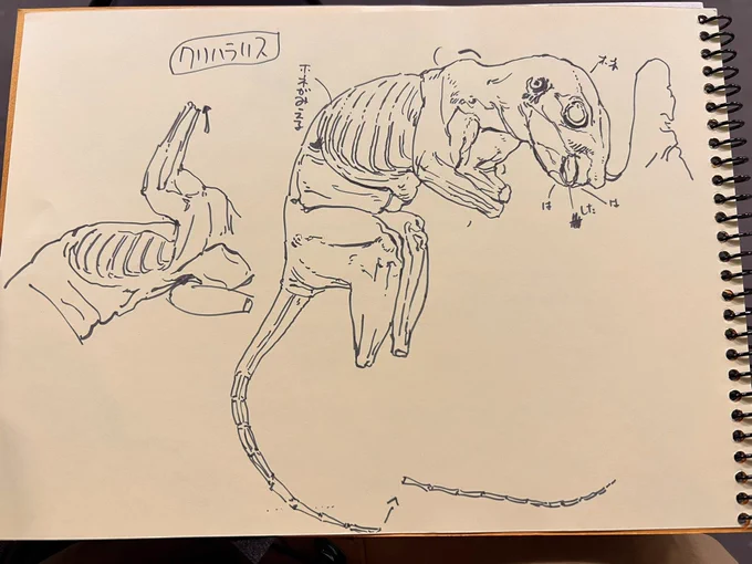 クリハラリスの皮を剥いだ状態の姿もスケッチさせていただきました。こちらはスケッチの画像です✏️ 