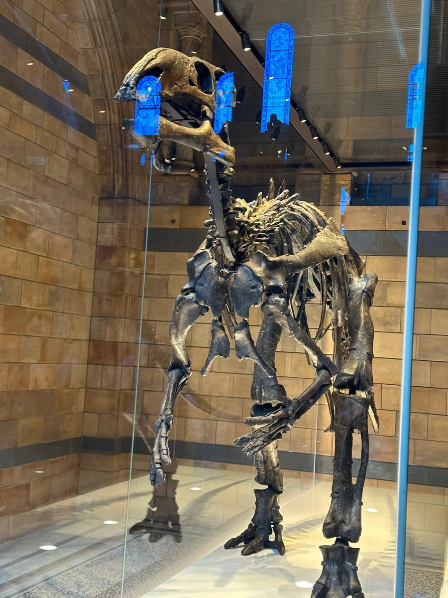 JimCapitals's tweet photo. I looked at the animal specimens at the Natural History Museum, which was one of the fun things. https://t.co/G1XeaRD14E