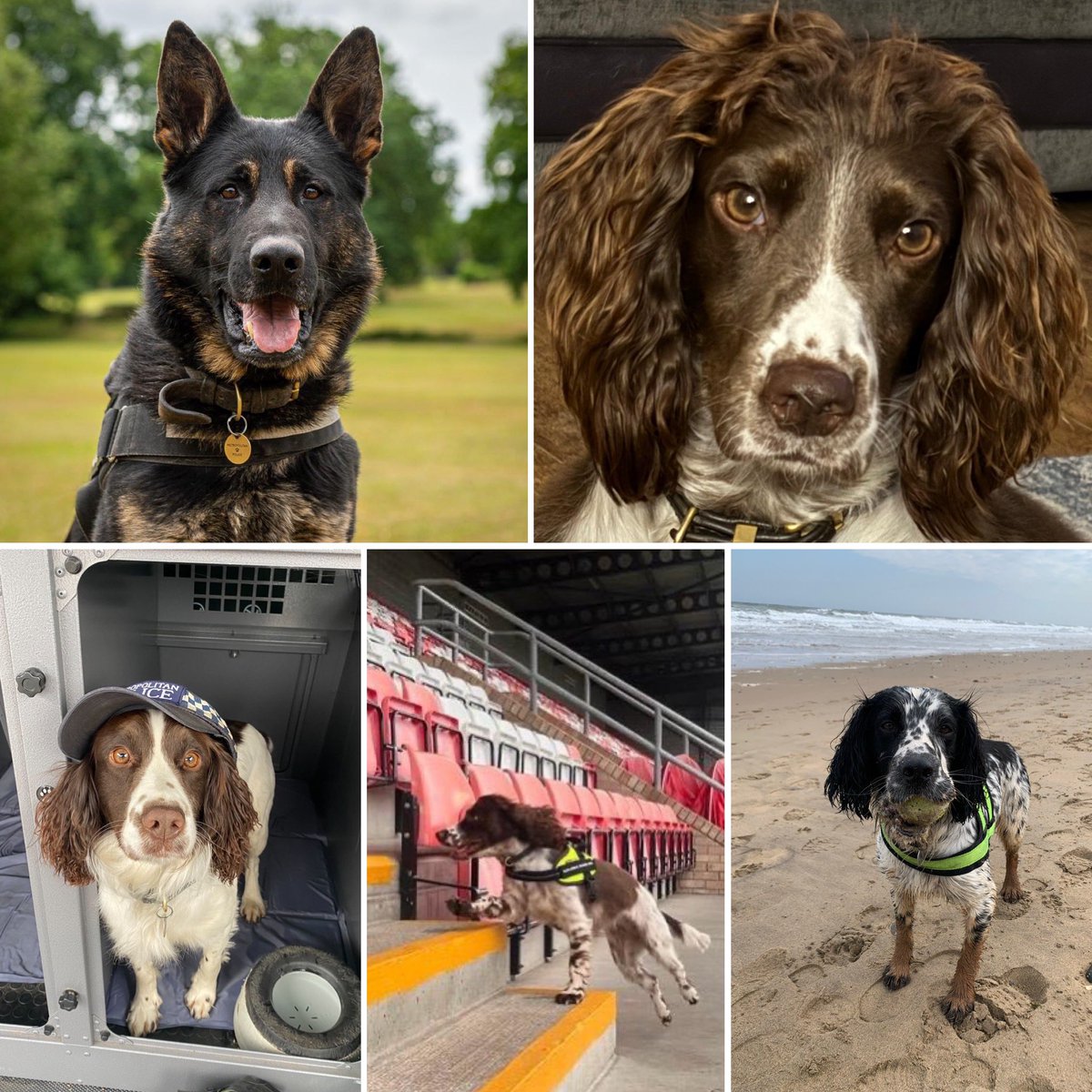 Next Sunday, 10th March, colleagues from the @MetTaskforce explosives dog section will 🏃‍♀️ the Victoria Park 10k in London to help raise funds for @lrpduk 🙌🏻 If you can spare a few pounds, please consider sponsoring them🙏🏻 justgiving.com/page/aa1709032… 🐶🐾💙
