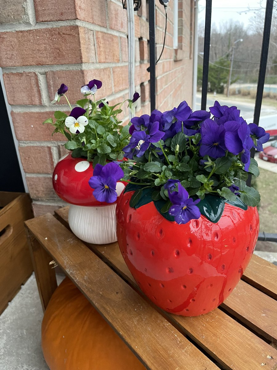 bakingtipsntits's tweet image. Look at my super cute little planters!!! I can wait till it’s warm and my balcony can be covered in flowers!!

{paypig humanatm domme sub flowers spring strawberry}