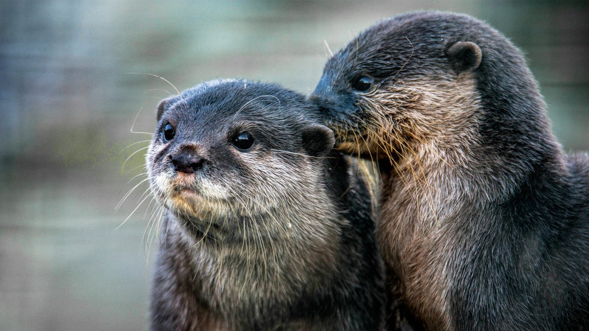 WelshMountainZo's tweet photo. Oh to be an Asian Short Clawed Otter whispering the secrets of the universe to my friend π¦¦
πΈ: Shaun Wilson
#SupportingConservation #WelshMountainZoo #NationalZooOfWales #Eryri360 #TenTop #Otter #Photography #WildlifePhotography https://t.co/Lg5TPy4MT7