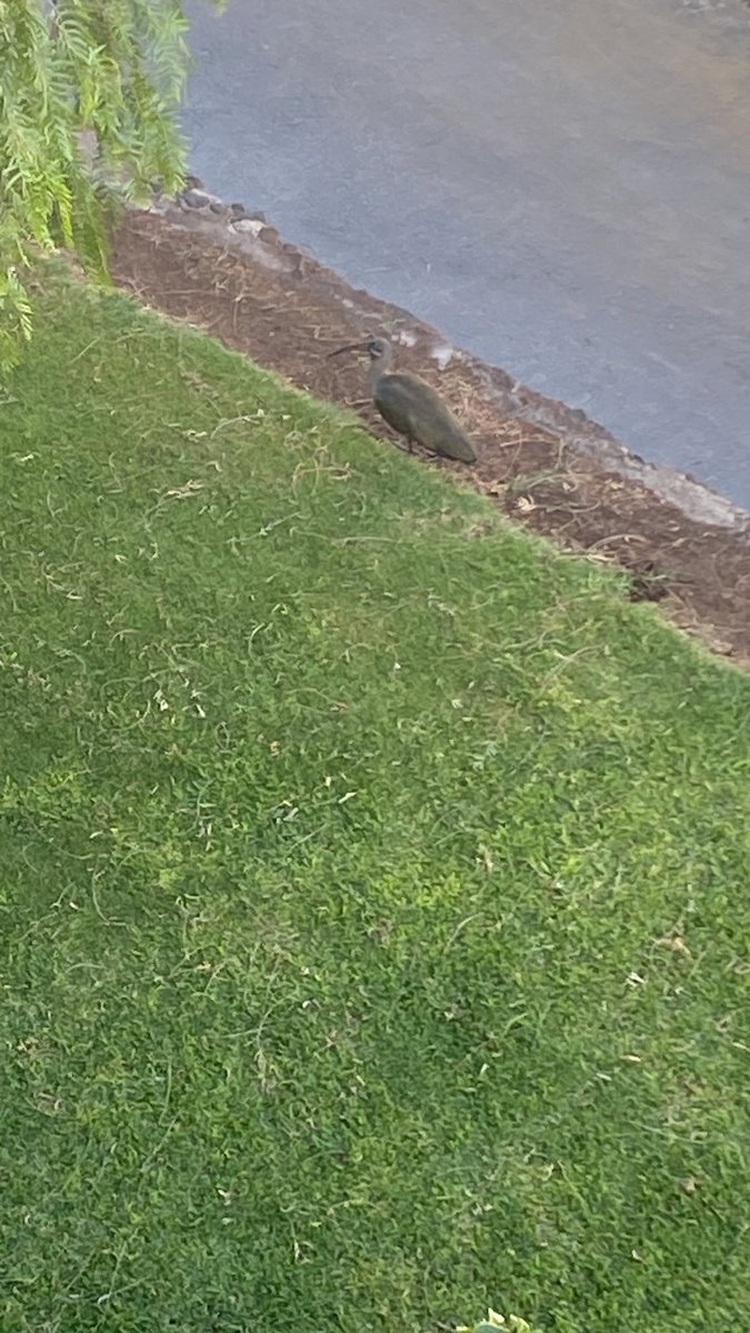 In fuerteventura just wondering what bird this is