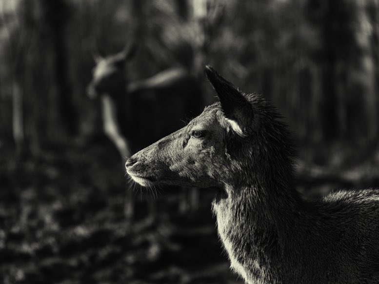 New work coming soon.
.
Some outtakes from this morning upon Latrigg .
.