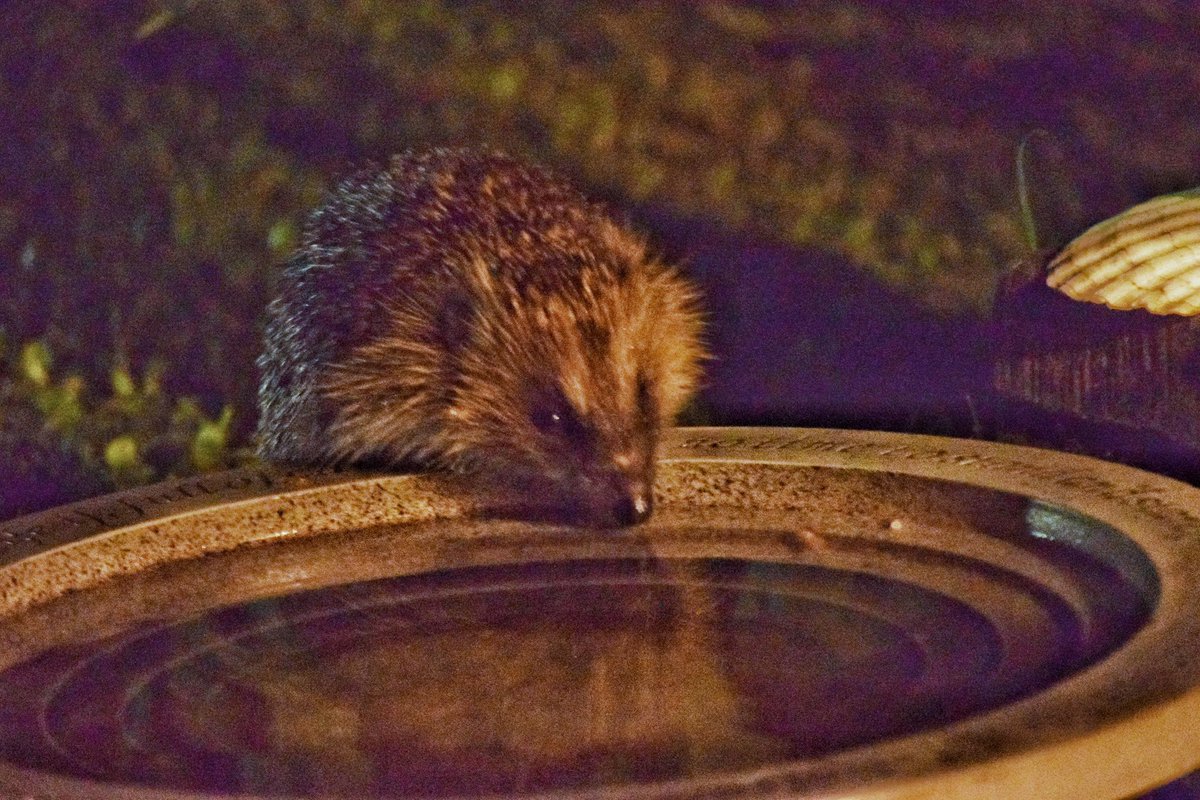 Today is #WorldWildlifeDay2024 . A day to reflect that if we don’t change our ways beautiful creatures like hedgehogs will become extinct. To all governments around the world, time to stop promising and actually get on and save the planet and it’s wonderful wildlife