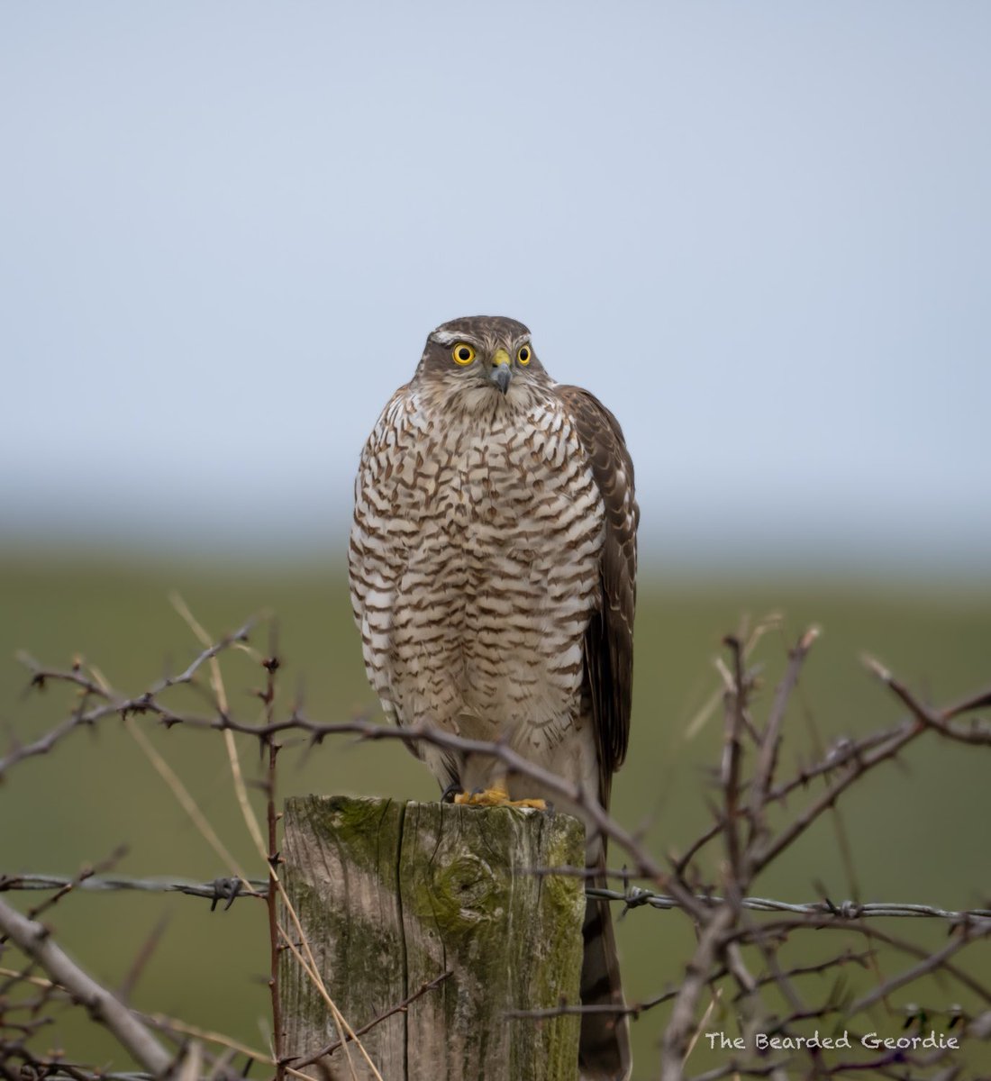 Sparrowhawk Burdon moor today and another crossbill in ousbrough woods 
@DurhamBirdClub 
@BBCSpringwatch 
@BirdGuides 
@britishbirds 
@RareBirdAlertUK 
@Natures_Voice 
@Britnatureguide
#BirdsSeenIn2024