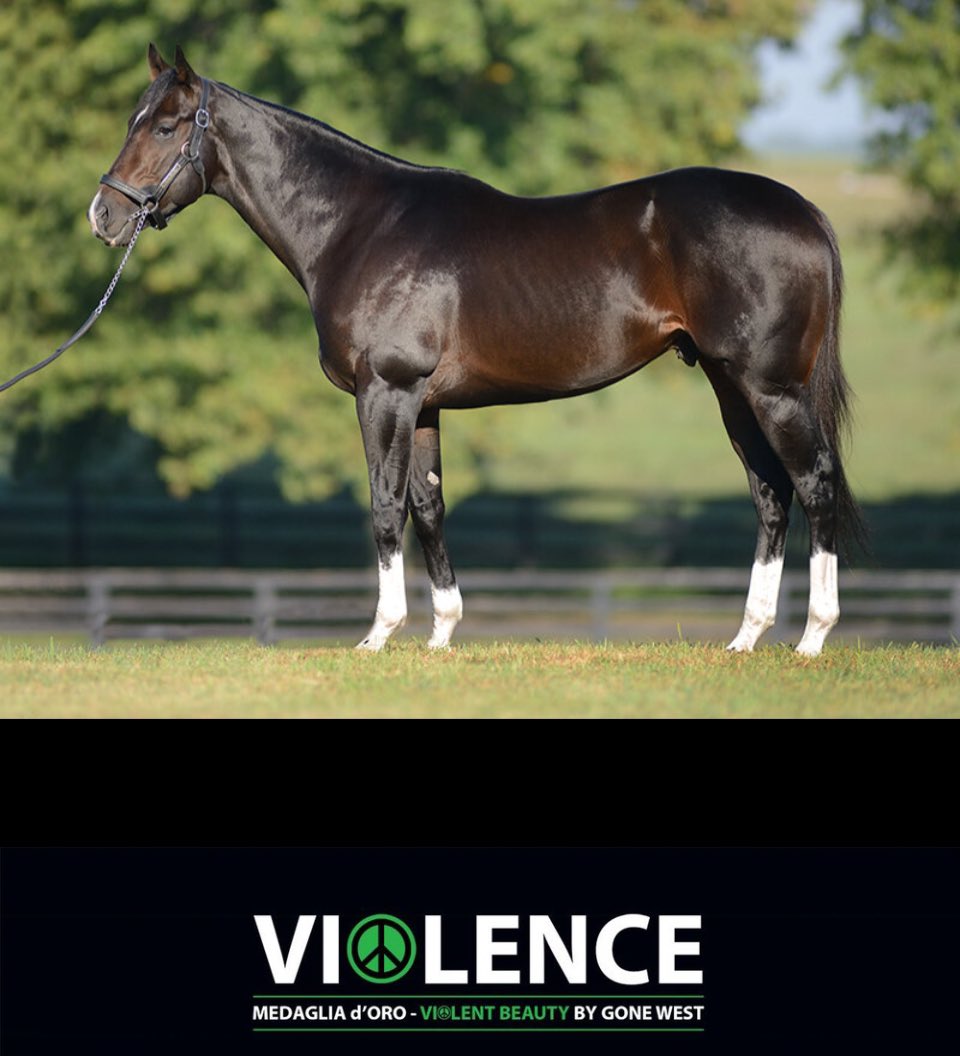 Violence off to a promising start in ‘24 1st 3 mares bred all checked infoal. Initial sign diligent management of mares covered multiple times around ovulation is working. Hopefully Newgrange the 5/2 morning line fav for The Big Cap @santaanitapark can provide more good news!