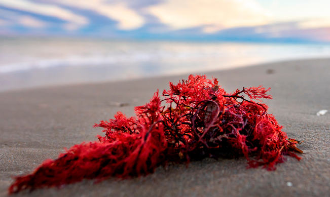 🧵ASTAXANTINA

Muchos desconocen la astaxantina, un súper antioxidante y su larga lista de beneficios.

La astaxantina mejora:

-La salud del corazón

-Salud inmune

-Dolor en las articulaciones

-Reduce la inflamación ⬇️