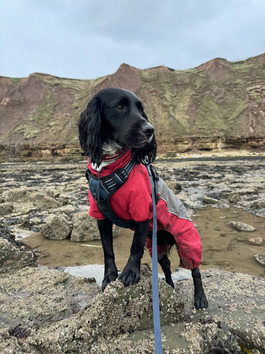 Out on fieldwork this afternoon with my very keen assistant 🐾 although I think he would’ve preferred it if we had gone to chase the birds…