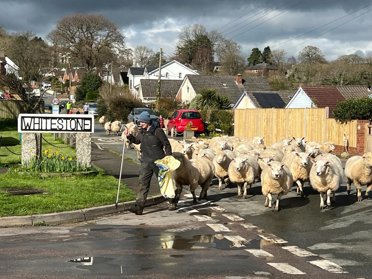 oaktreefarm tweet media