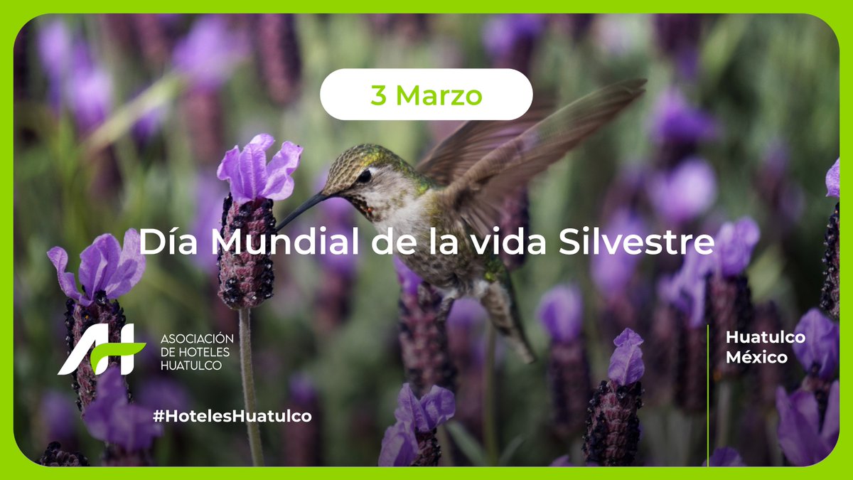 En el Día Mundial de la Vida Silvestre, reconocemos la belleza y la importancia de la extraordinaria diversidad biológica de Huatulco, es fundamental hacer un compromiso para conservarla y respetarla todos los días.

#HotelesHuatulco #Huatulco #VidaSilvestre