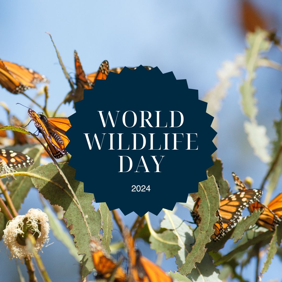 Rose Foundation tweet media