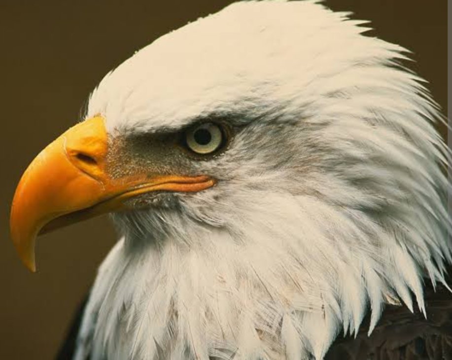 Bir taşla ..... İki kuş...