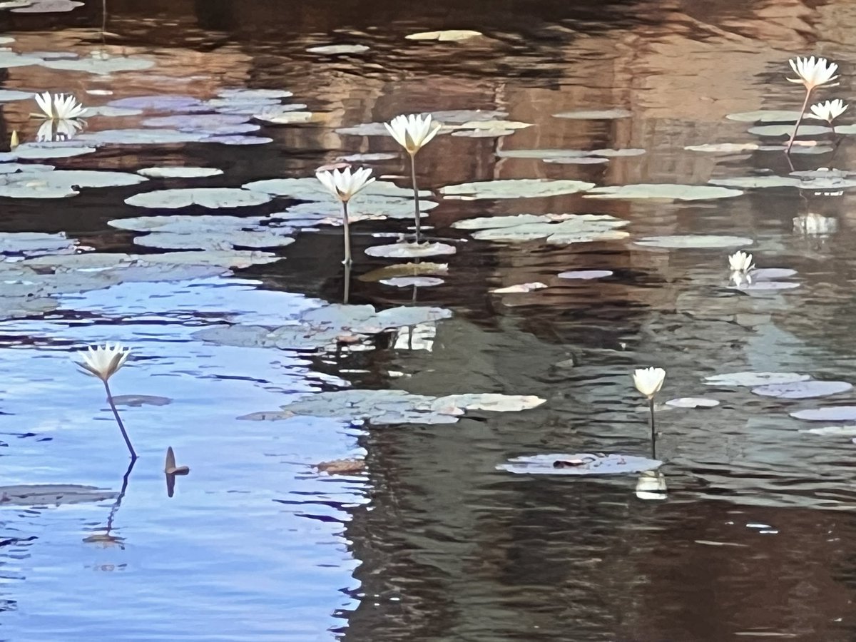 Paco Café tweet media