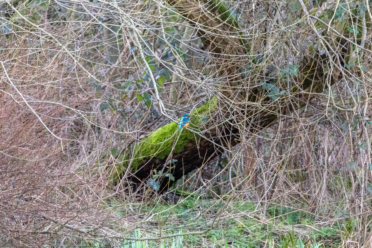 Very happy to see the <a href="/Sarehole_Mill/">Sarehole Mill</a> kingfisher today!