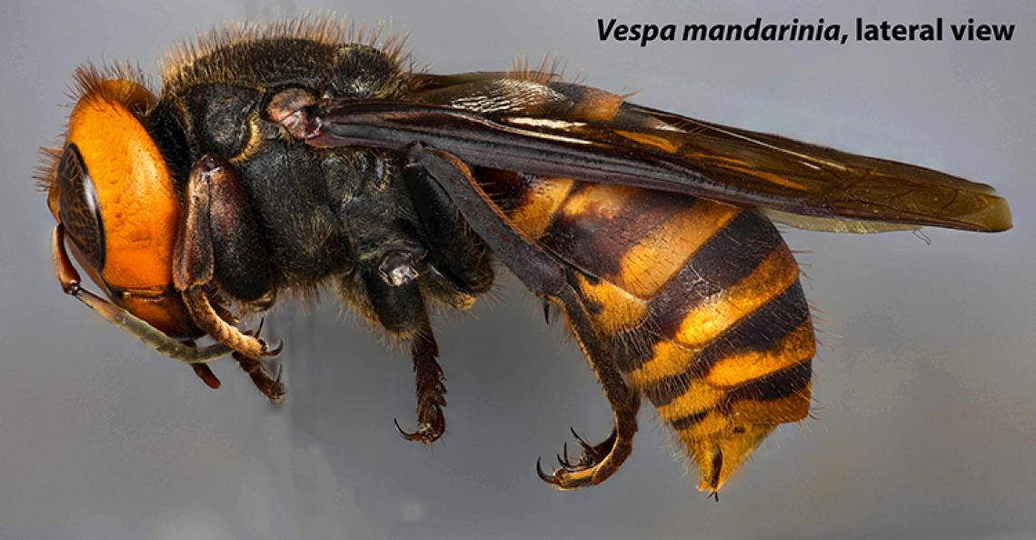 USDA_ARS's tweet image. We're wrapping up National Invasive Species Awareness Week with the northern giant hornet! See how ARS is using the latest technology to study the hornet's behavior to help protect people, honeybees and crops from their aggressive attacks.  loom.ly/g6haxk0 #NISAW