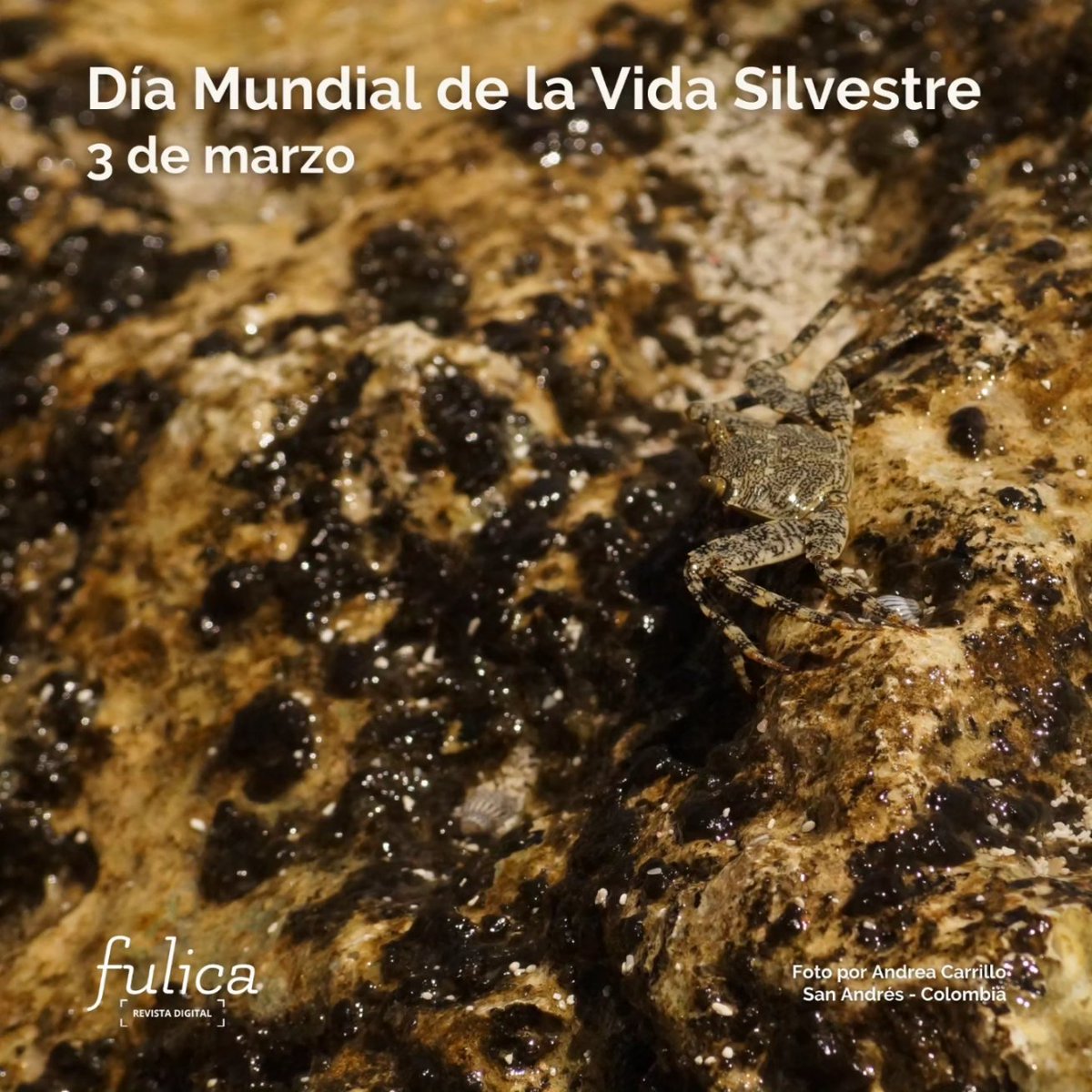rdfulica's tweet photo. ¡Conmemora el #DíaMundialdelaVidaSilvestre 2024 con nosotros! 

Descubre cómo proteger y preservar nuestra diversidad natural visitando cualquiera de las 15 ediciones disponibles de la #RevistaDigitalFulica.🌎🇨🇴🌍🦜🌏

¿Lo ven? 🧐🦀 https://t.co/hiyl4kDJcN