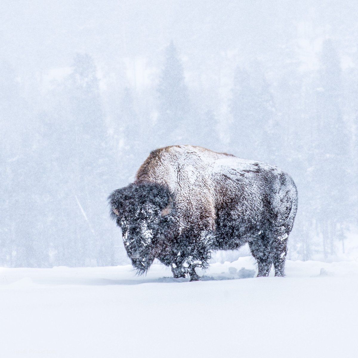 As the home to the largest concentration of mammals in the lower 48 states, Yellowstone National Park represents the epitome of #WorldWildlifeDay.

📷: YF / Amanda Evans