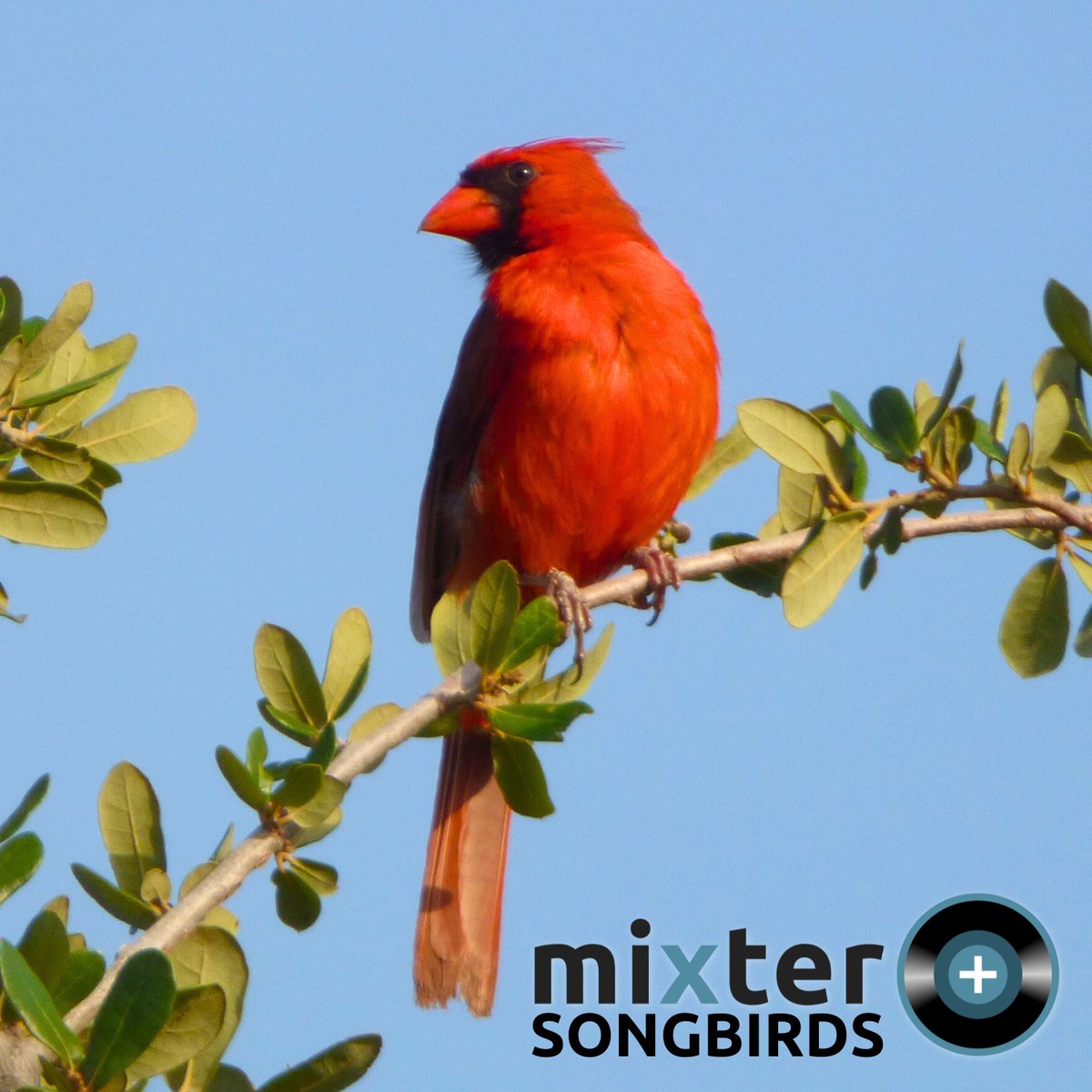 Songs of the Songbirds remix event will echo through the digital landscapes,and the words you share will be the story of collaboration. #songwriter #songwriting #lyrics #melody #songbirds #mixterplus #ccmixter #musicevents #remix #youtubemusic #musiclover #onebigglobalband