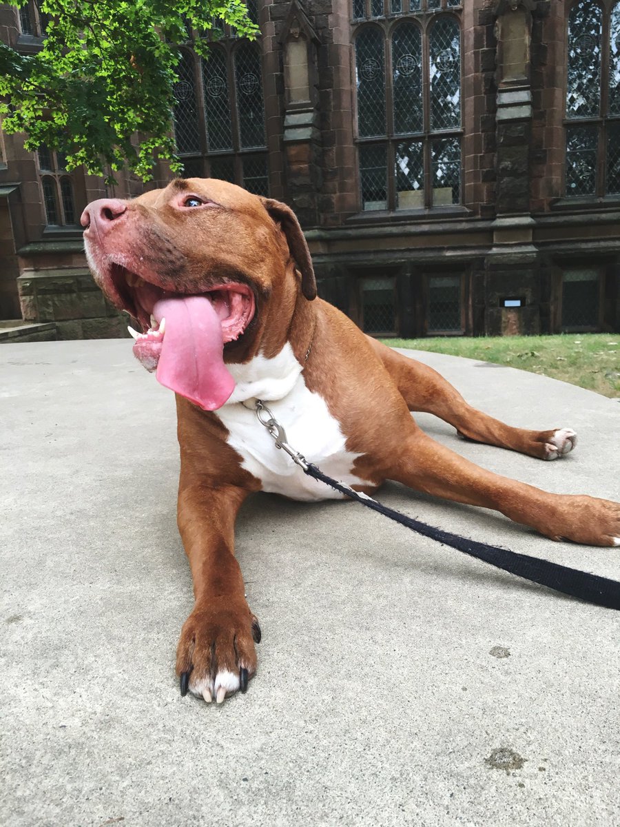 Gray ✨ PirateGray tweet media