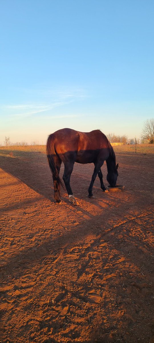 SaraRaeDraper's tweet photo. The Pasture 4
Monster & Crackhead are in the East Pasture, Sissy & Zepper are in the South West Pasture, the North West Pasture is currently resting until Memorial Day Weekend.
#EarsUp #DSECSWOK https://t.co/Mx4a30KWw2