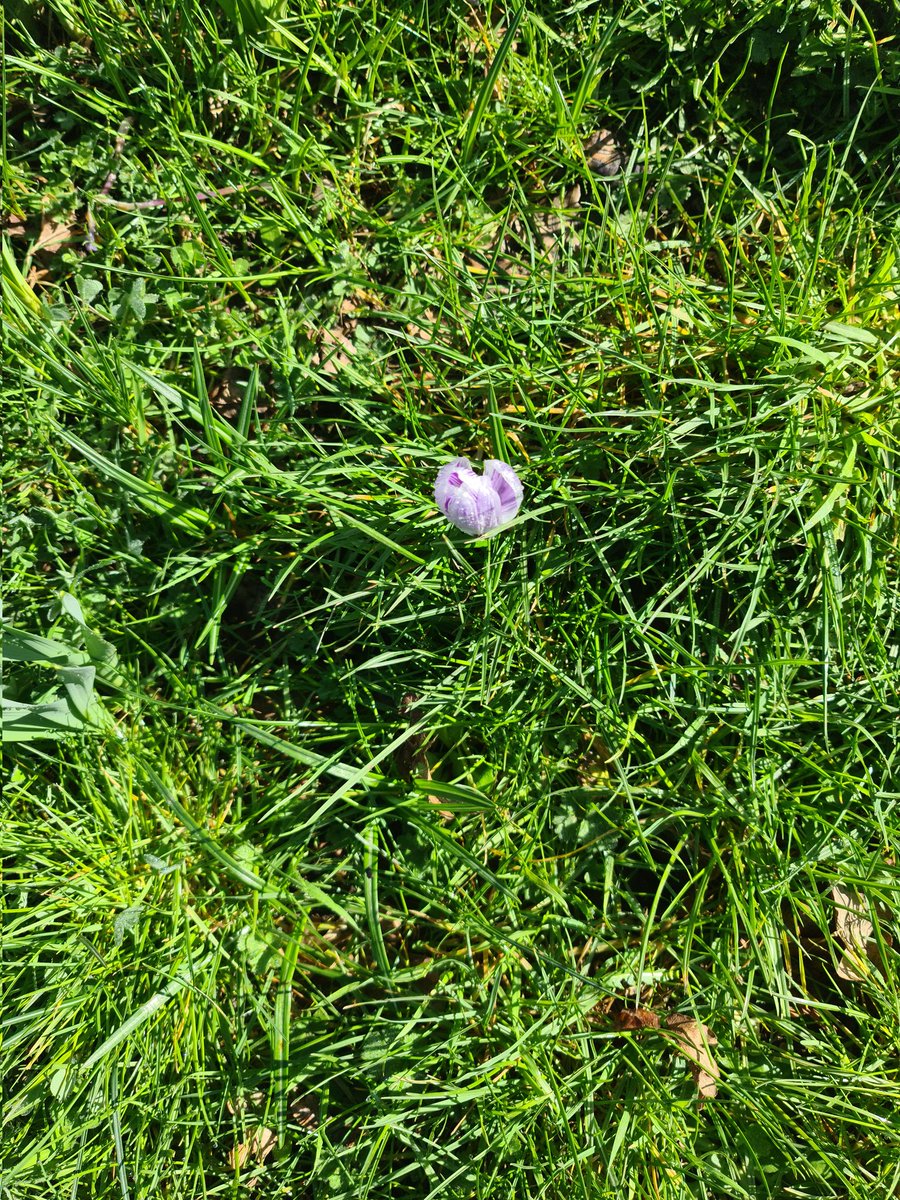 Tadley, wild flowers have ditched their Southwester's 🌞🌞🌞🌞👍👍