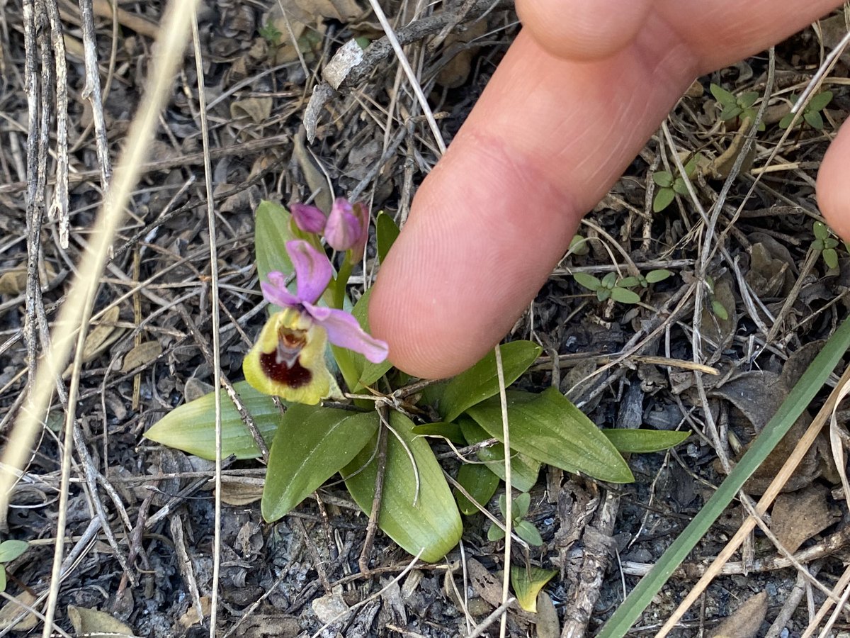 persito8's tweet photo. Ophrys tenthredinifera (Sierra Cabrera) 03/03/2024 https://t.co/SQab5gKARo