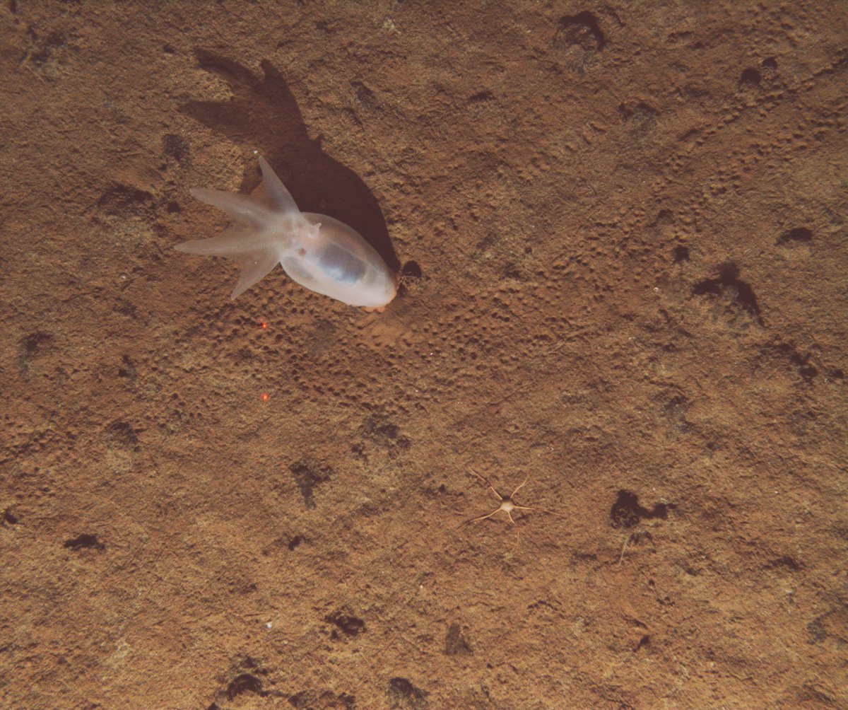 National Oceanography Centre (@nocnews) on Twitter photo The surface of a distant planet or the Pacific seafloor? 🪐
Check out this newly captured photo of an Amperima sea cucumber grazing sediment covering the seafloor 4000m below the surface!
#WorldWildlifeDay <a href="/DanielOBJones/">Daniel Jones</a> <a href="/NHM_Science/">Science at the Natural History Museum</a> The surface of a distant planet or the Pacific seafloor? 🪐
Check out this newly captured photo of an Amperima sea cucumber grazing sediment covering the seafloor 4000m below the surface!
#WorldWildlifeDay <a href="/DanielOBJones/">Daniel Jones</a> <a href="/NHM_Science/">Science at the Natural History Museum</a>